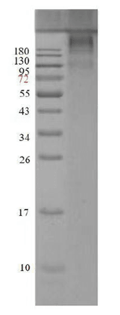 Streptavidin Conjugated Horseradish Peroxidase (SA-HRP)