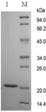 Recombinant Human Growth Hormone (rh-GH)