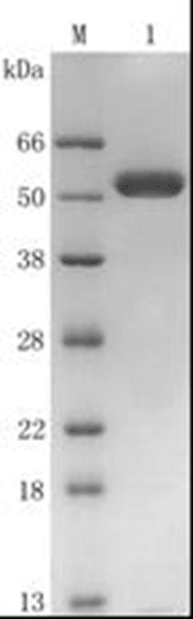 SUMO Protease (GST-tag)