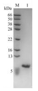 Recombinant Human Insulin-like Growth Factor-1 (rh-IGF-1)