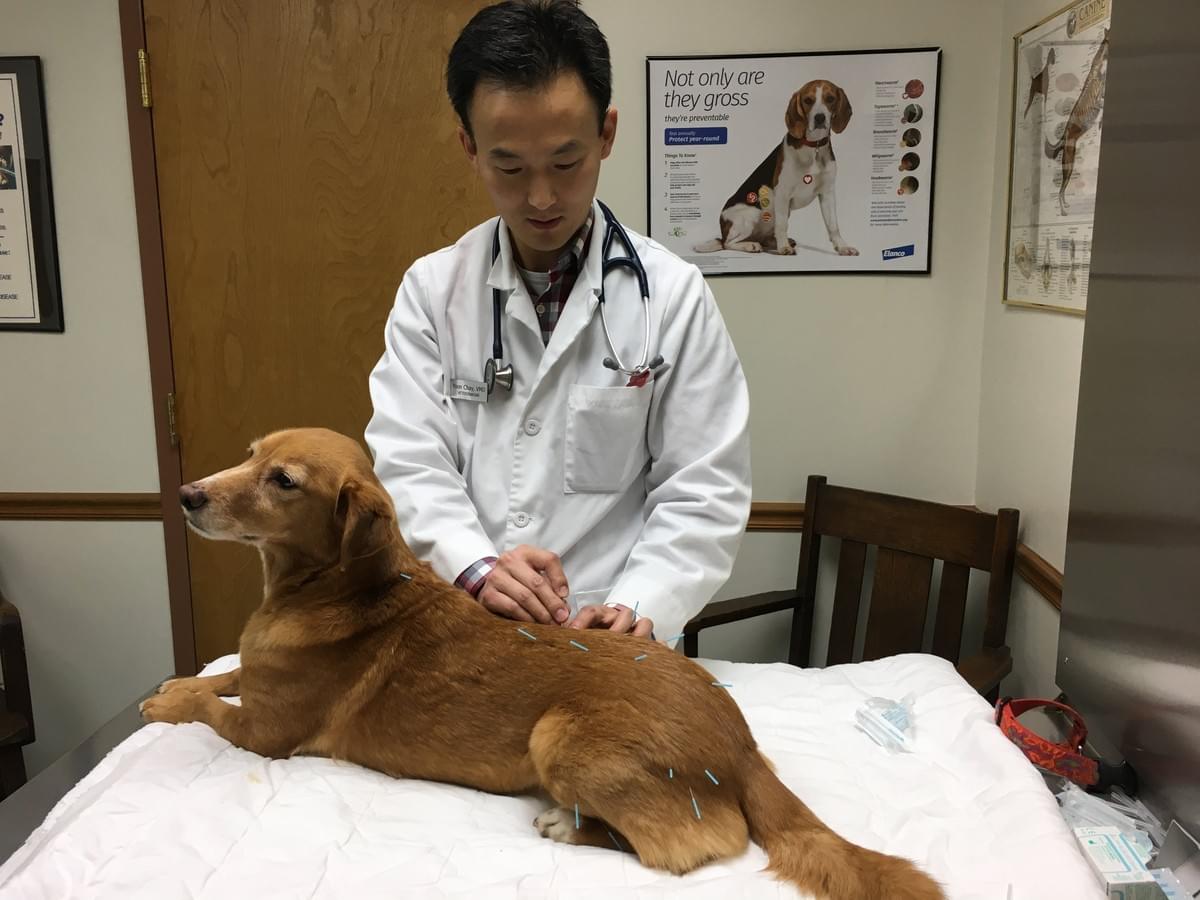 Acupuncture, veterinarian media aston delaware county PA