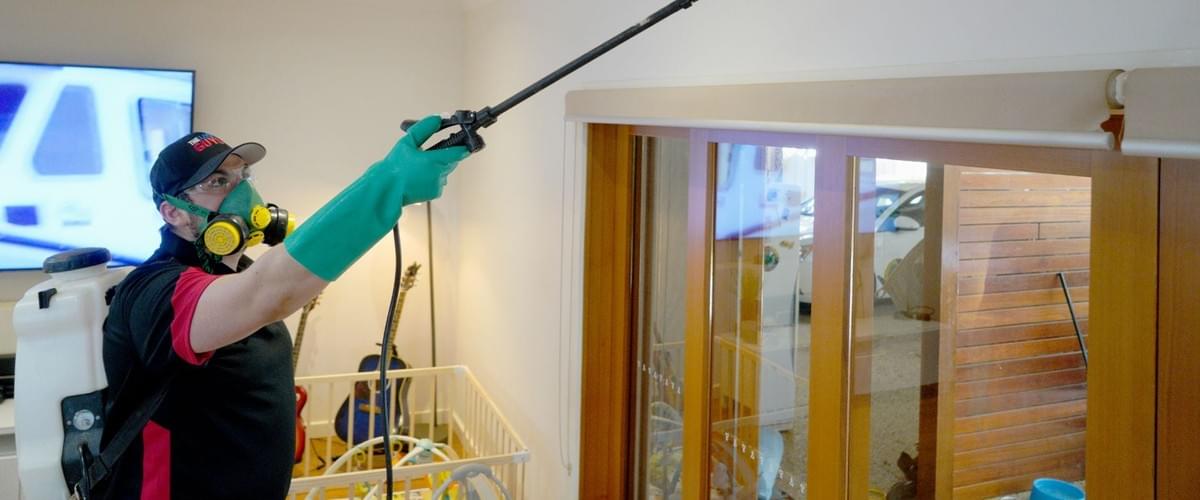 Parasite Control – Exactly How to Deal with Cockroaches