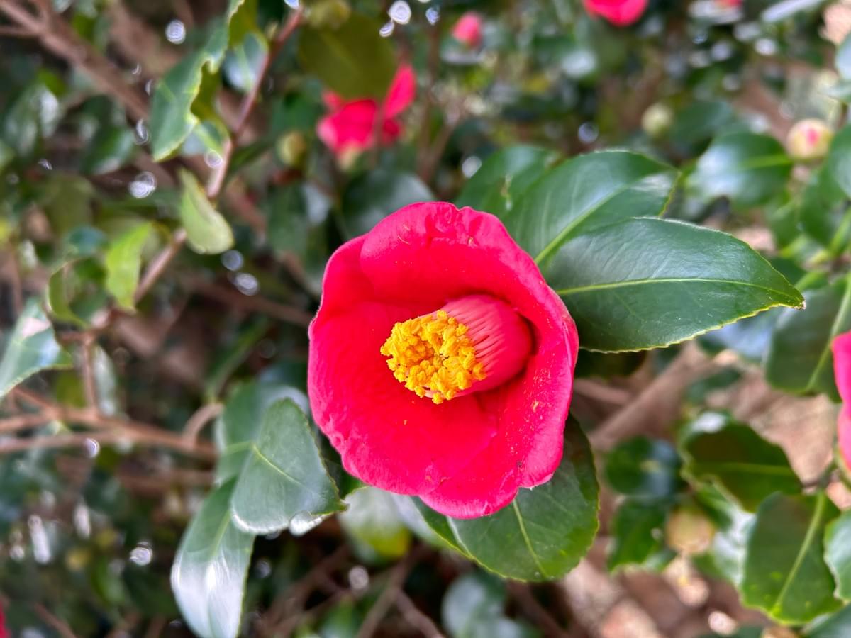 VENURSE TSUBAKI OIL｜椿の島加唐島の藪椿 (ヴィーナースツバキオイル)