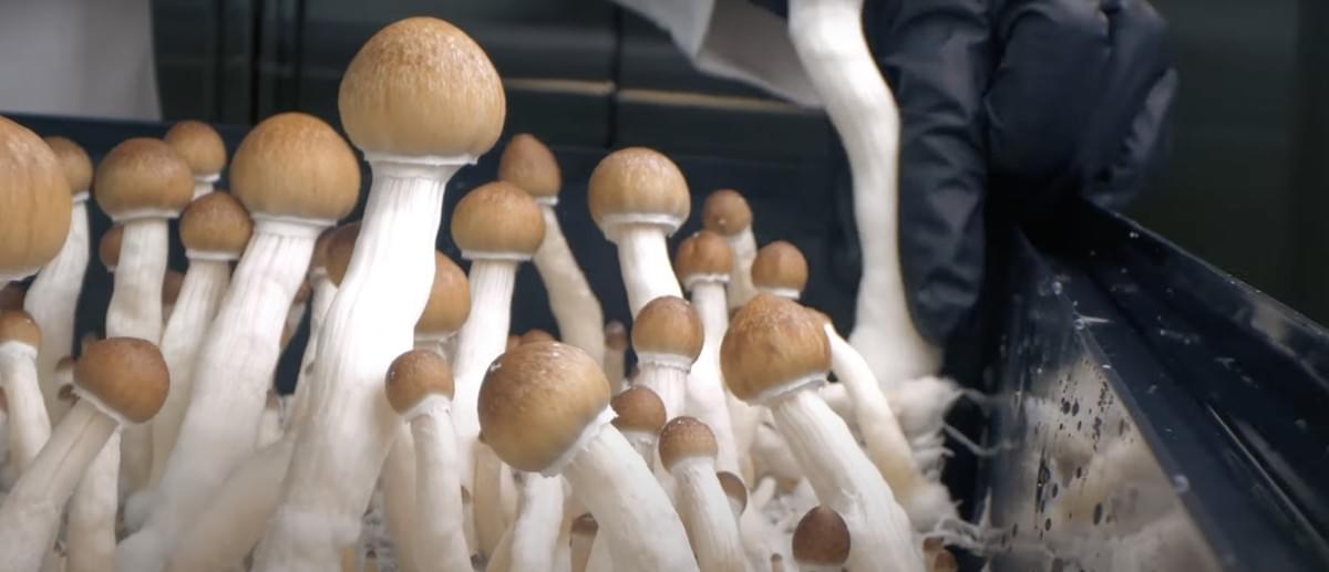 5 Types of Mushroom Fruiting Chambers Mushroom