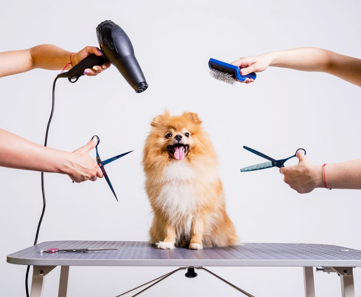 Mobile Pet Grooming in Abu Dhabi for Dogs and Cats