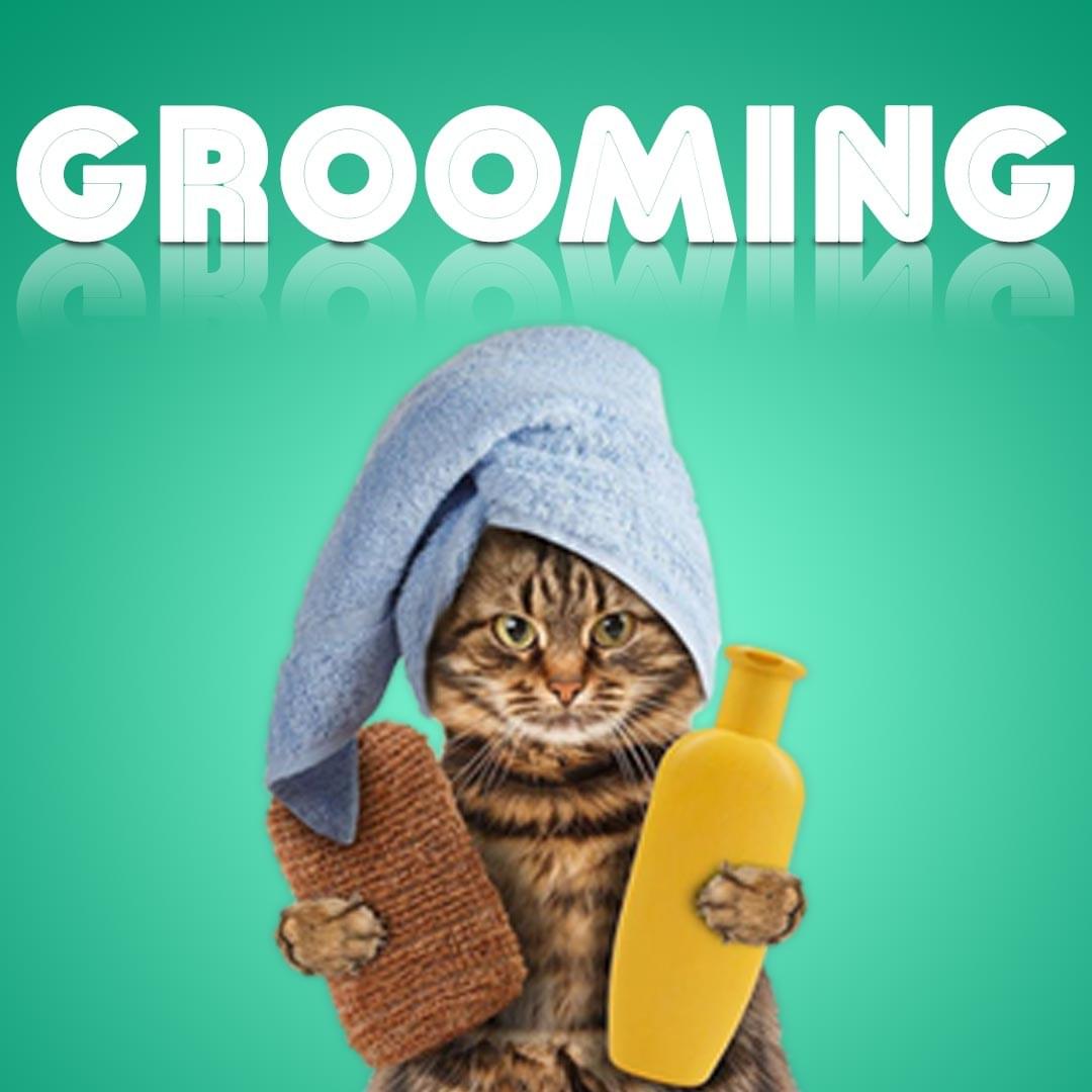 Find Fastest Mobile Pet Grooming Abu Dhabi Service