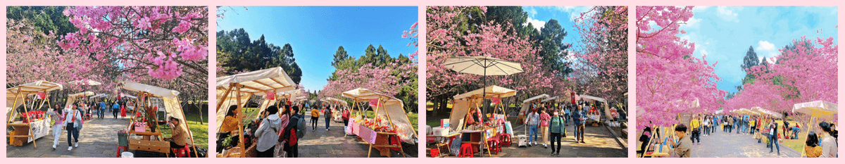 春節快樂！最美的櫻花在九族.日月潭包船.哲學之路.水豚君享日啡啡.力麗哲園飯店連泊3日