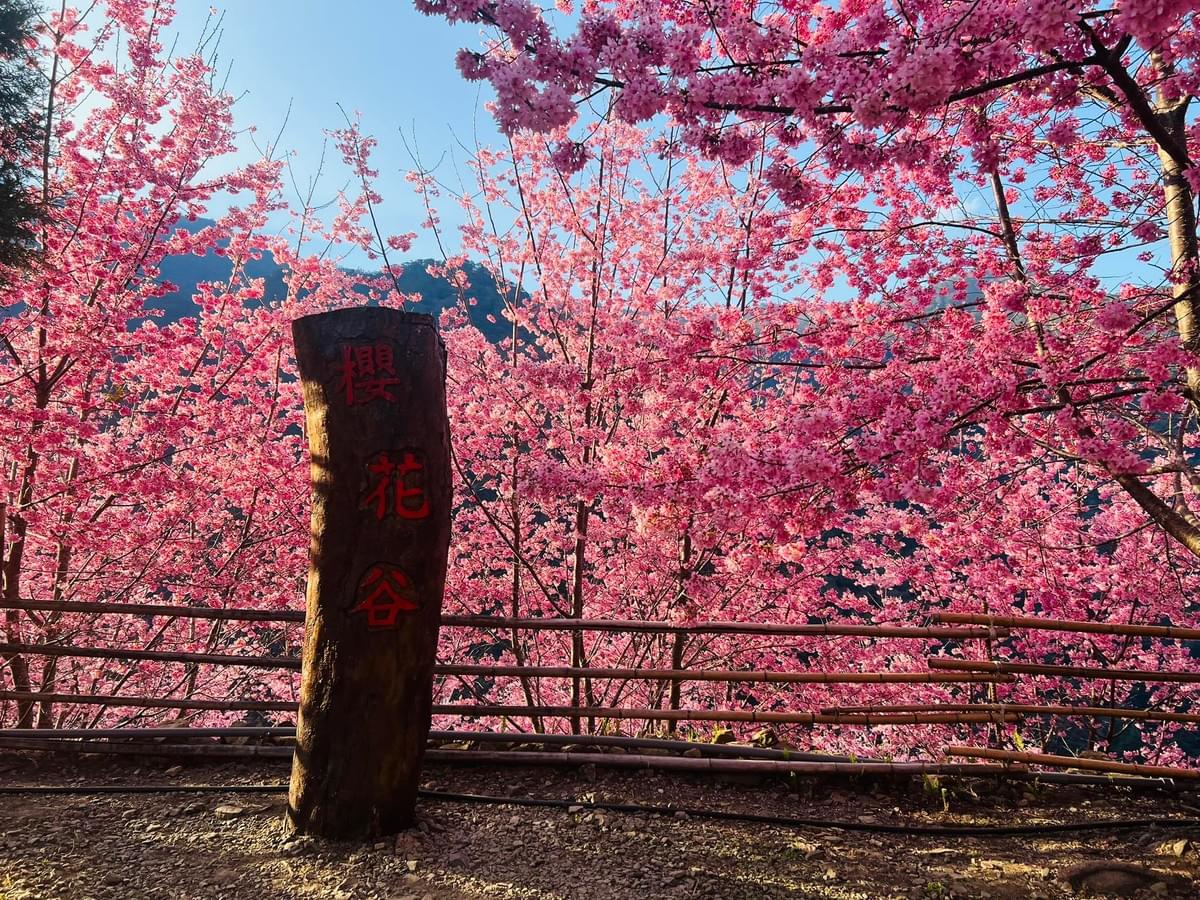明星保母車出發！泰雅櫻花季～尖石秘境霞喀羅櫻花谷.蟬說霧繞一泊四食.日見森嵐3日 2