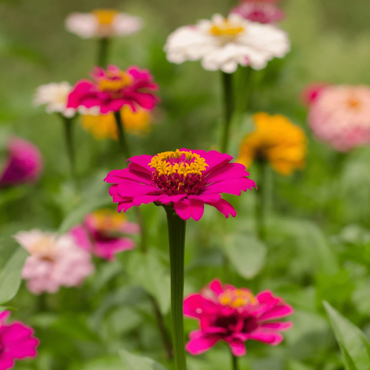 flowers for sale butler pa flowers for sale butler pa