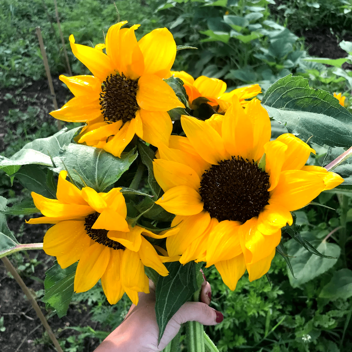 butler pa flower farm butler pa flower farm