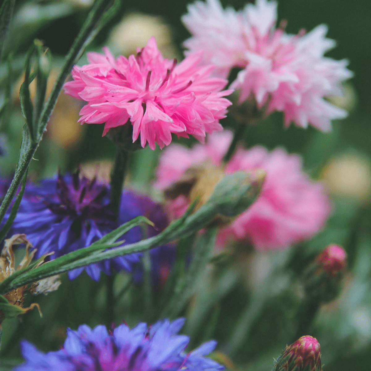easy to grow cut flowers bachelor buttons