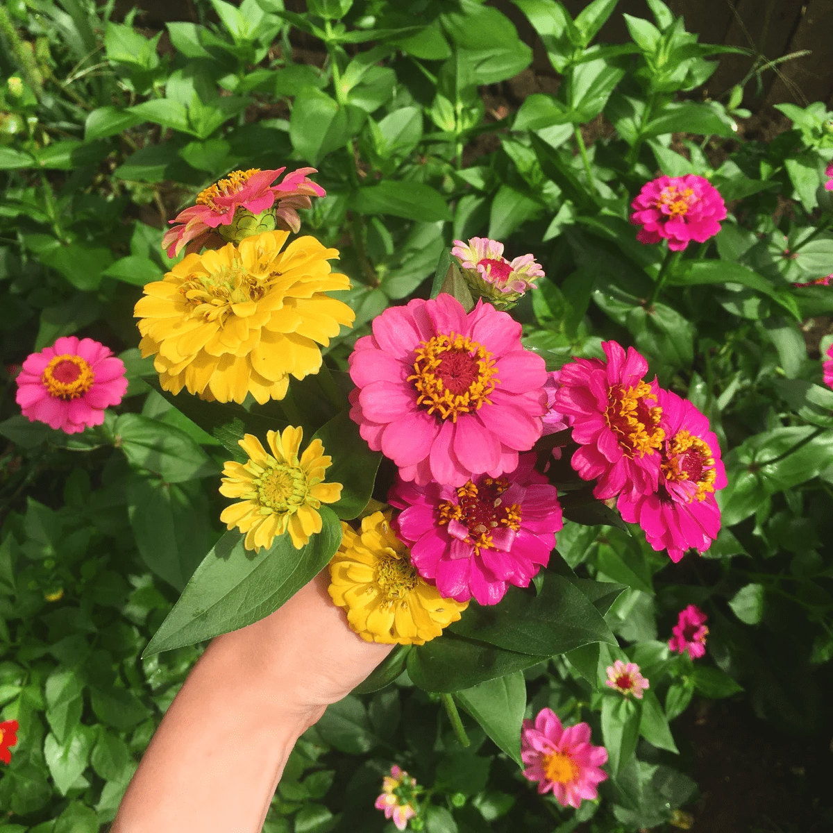 easy cut flowers to grow zinnias