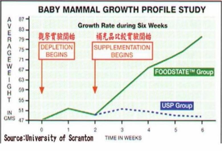 維補益食物型態酵母維生素吸收利用率優於一般市售產品