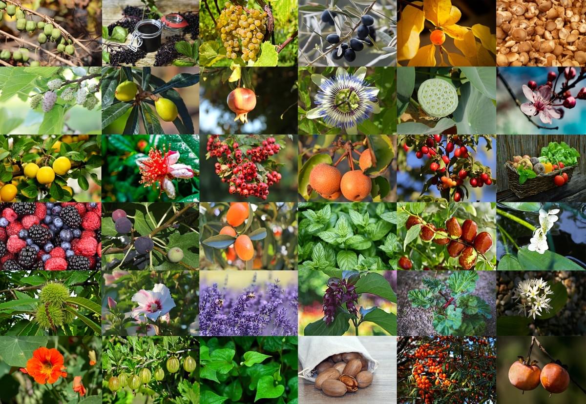 diversité des productions alimentaires des jardins-forêts 