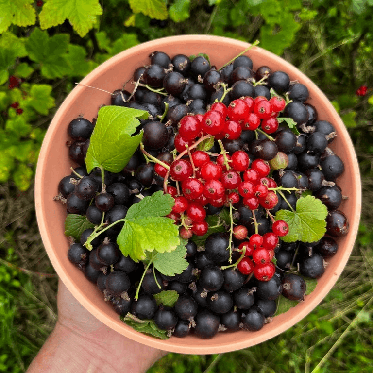 plat de petits fruits rouges, jardin-forêt, haie-fruitière