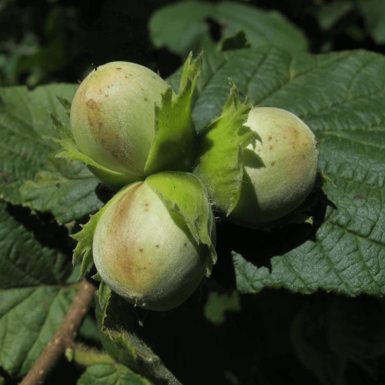 Financement en ligne benevity