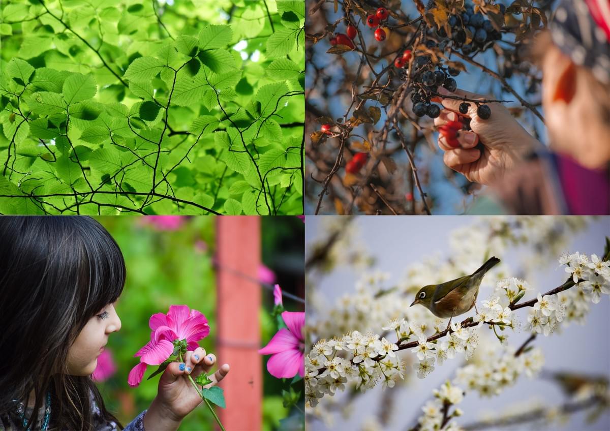 les jardins-forêts répondent parfaitement aux enjeux de la société, sociaux et environenmentaux