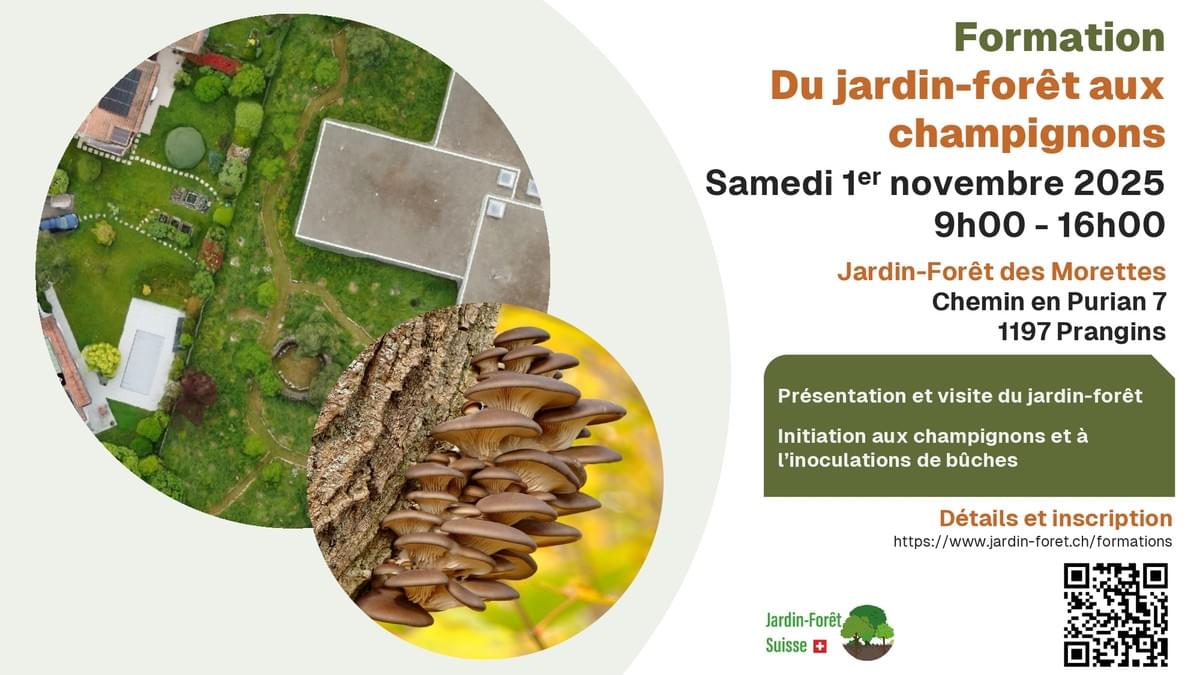 Du jardin-forêt aux champignons