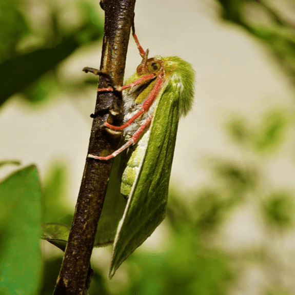 jardin-forêt-objectifs-4