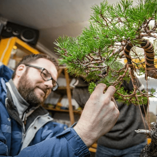 Bonsai-Gestaltung