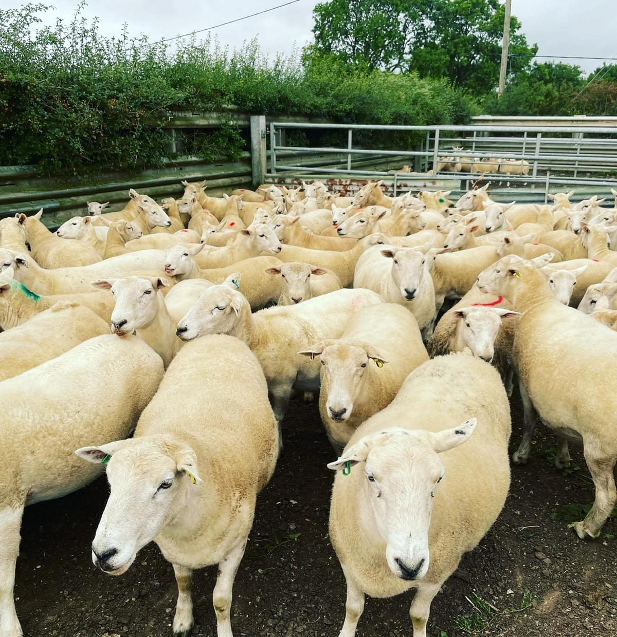 Cote Hill Farm, Leicestershire