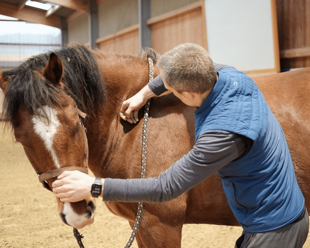 Faszien der Hüfte, Hanke und Hinterhand mit Fasziengriffen behandeln lernen