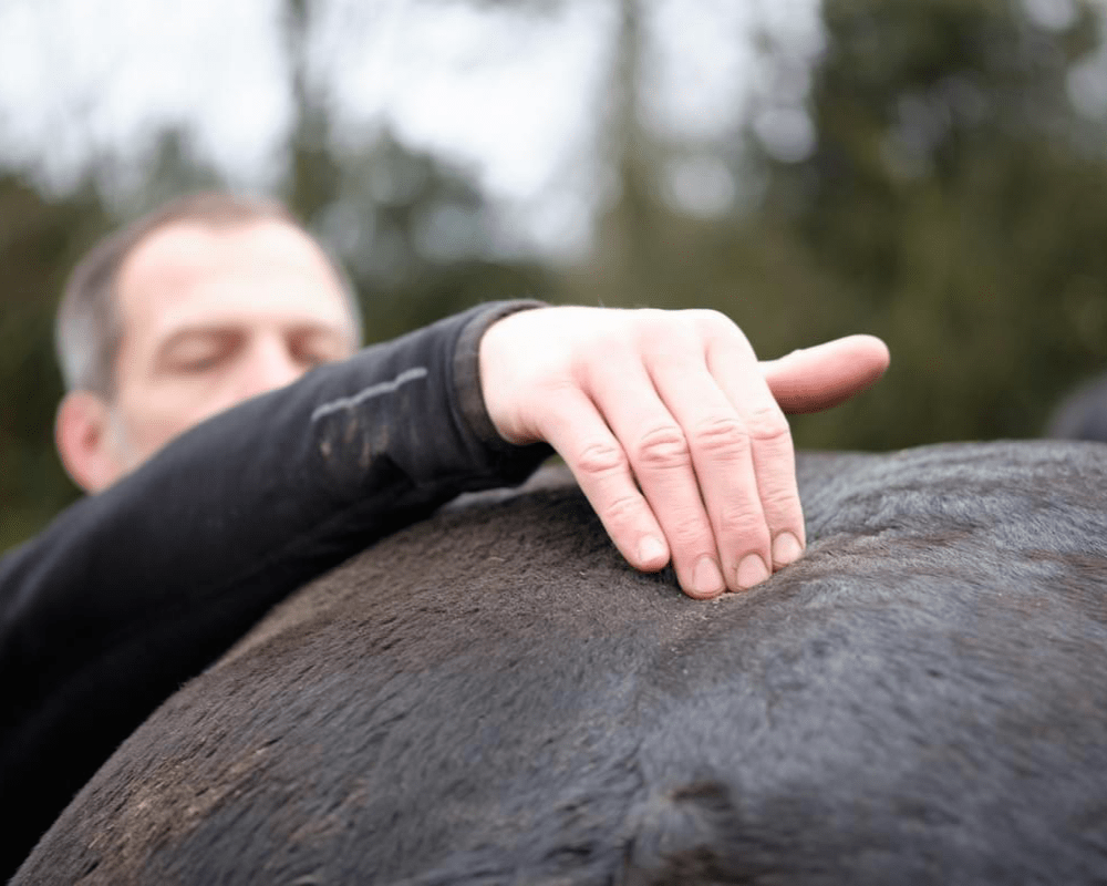 Behandlung des myofaszialen Gewebes der Vorderhand des Pferdes
