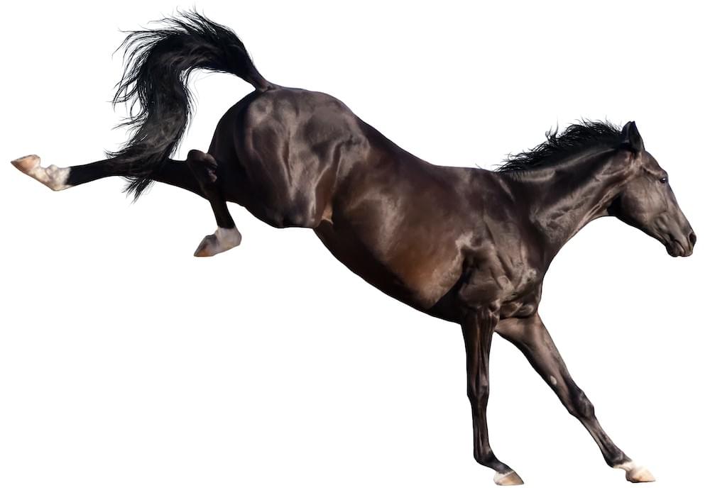 Ein gesundes myofasziales Netz schützt das Pferd durch seine Stoßdämpfer Funktion vor Verletzungen