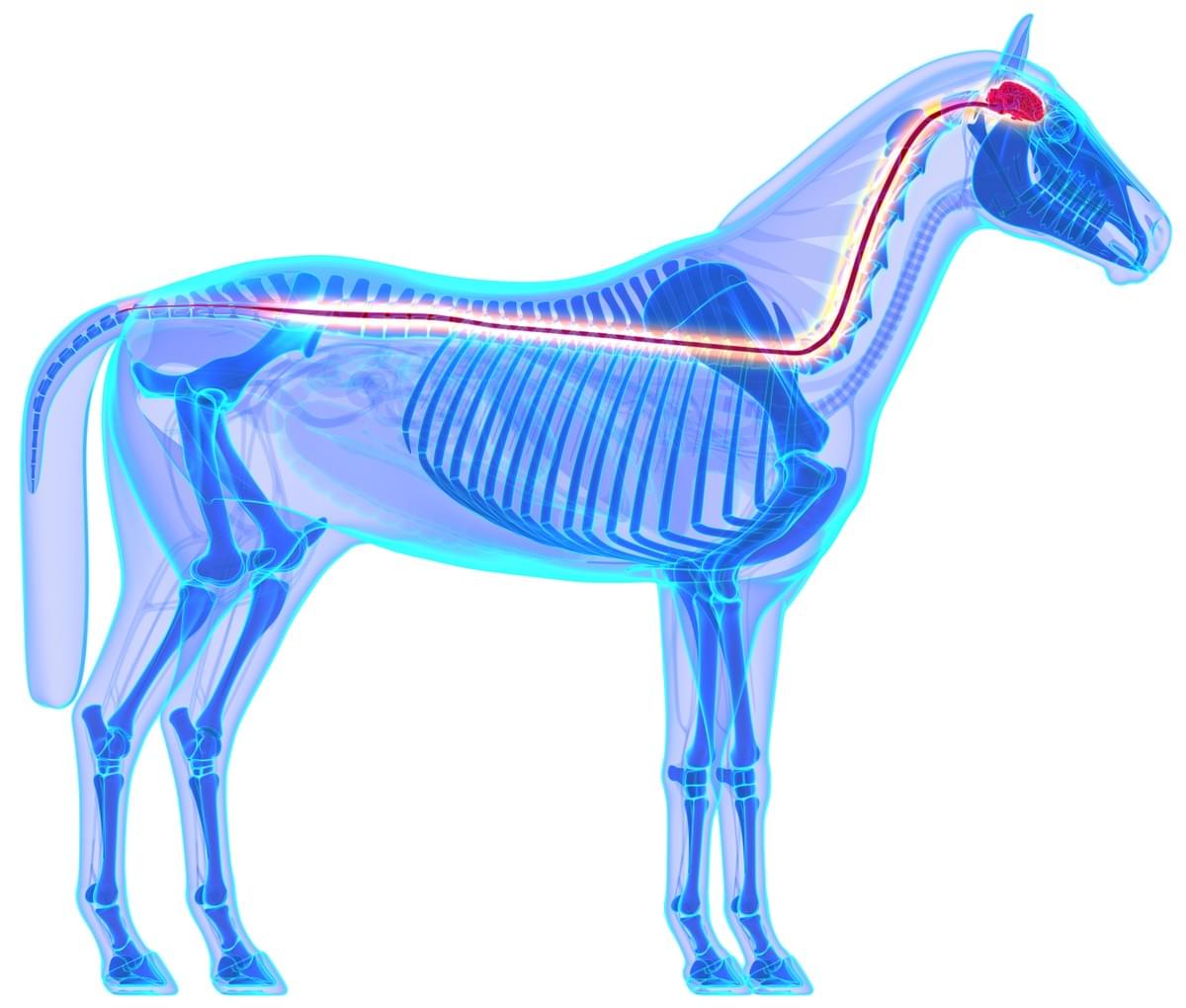 Faszien sind stark innoviert und übertragen Signale zum Gehirn. Lagesinn und Körpergefühl des Pferdes hängen davon ab.