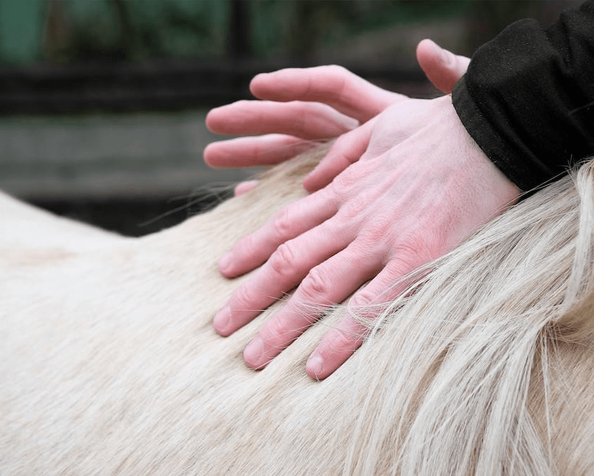 Ein gesundes myofasziales Netz schützt das Pferd durch seine Stoßdämpfer Funktion vor Verletzungen