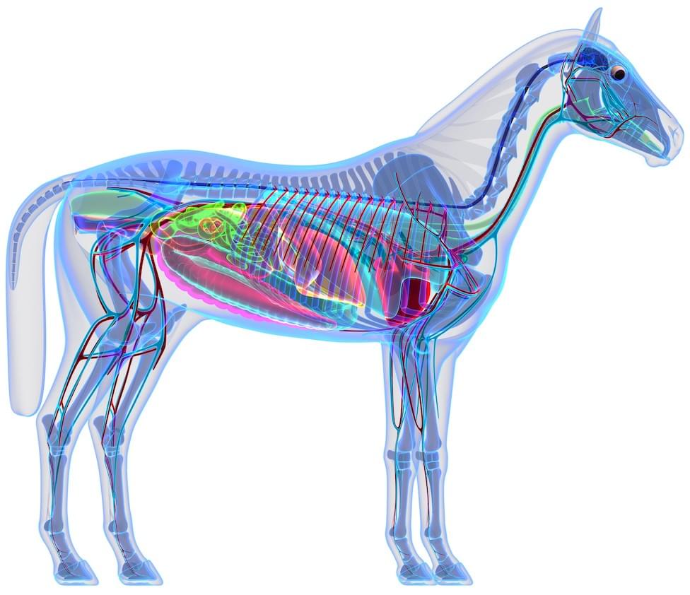 Faszien trennen Muskeln, Knochen und Organe des Pferdes - und verbinden Sie
