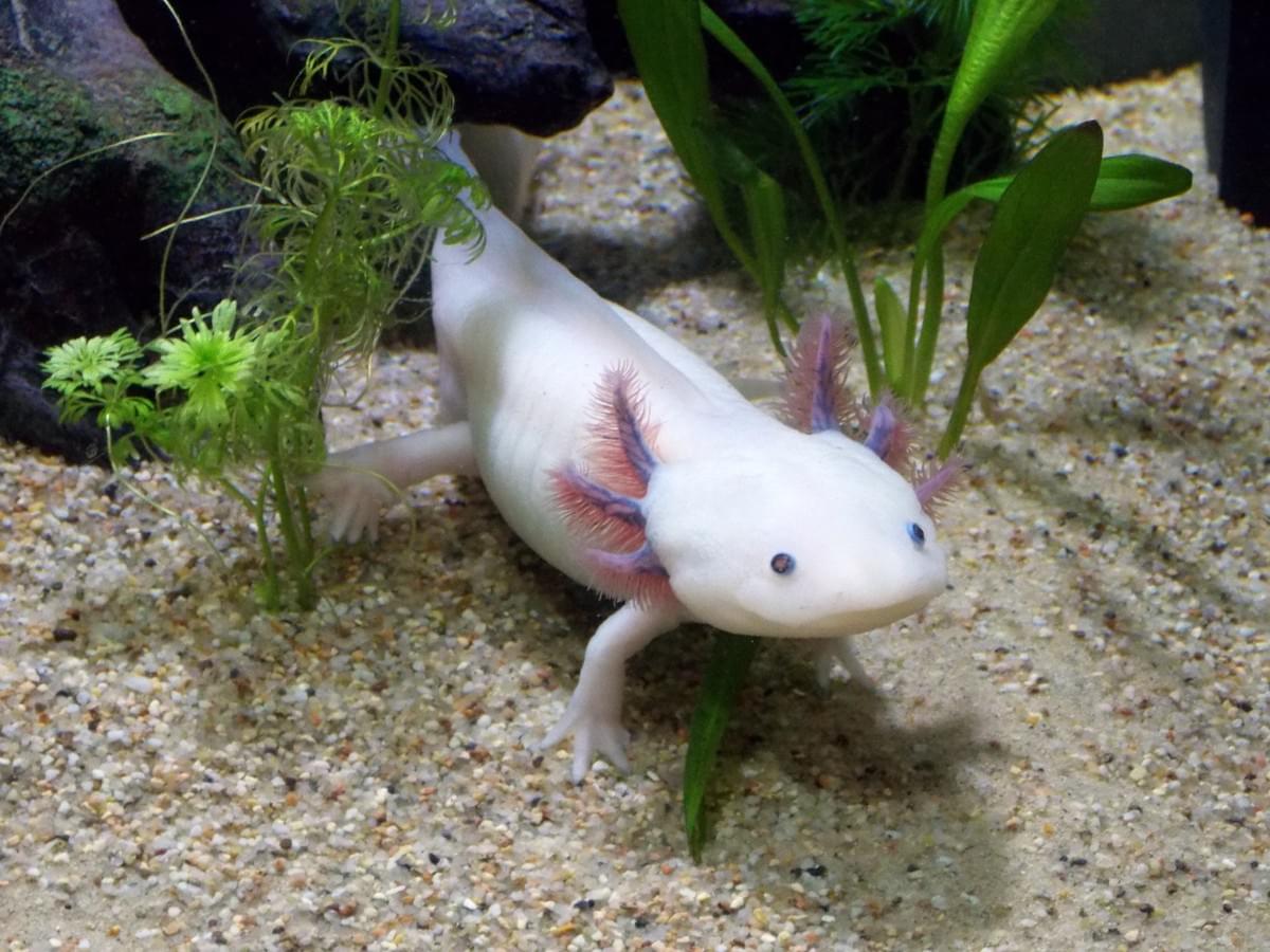 Where to Buy Axolotls For Sale