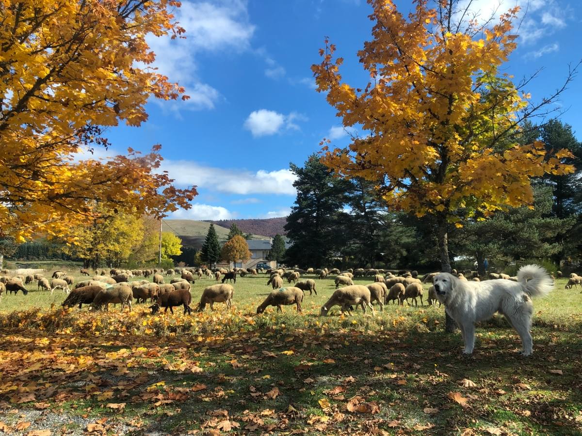 camping le terondel au mont aigoual