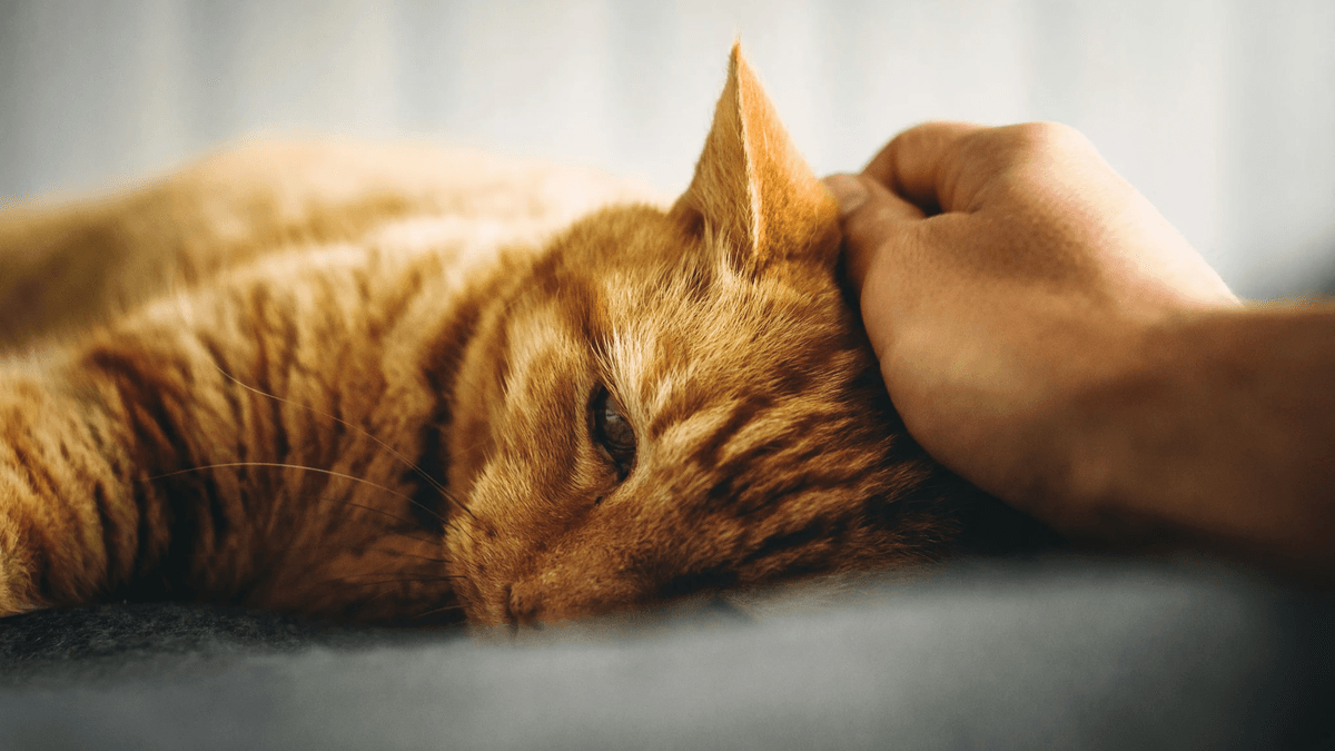 從「處理遺體」到「圓滿生命」：一場關於尊嚴的產業轉型 過去，寵物死亡往往被視為環境衛生問題，「集體火化、隨處埋葬」是常態。然而，隨著飼主對寵物的情感深化，市場正急需一種更具「儀式感」與「心理慰藉」的服務模式。