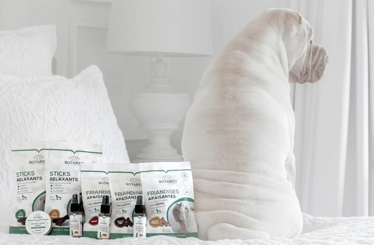 Petstagram Pro: Opas menestymiseen Instagramissa lemmikkiyrityksesi avulla