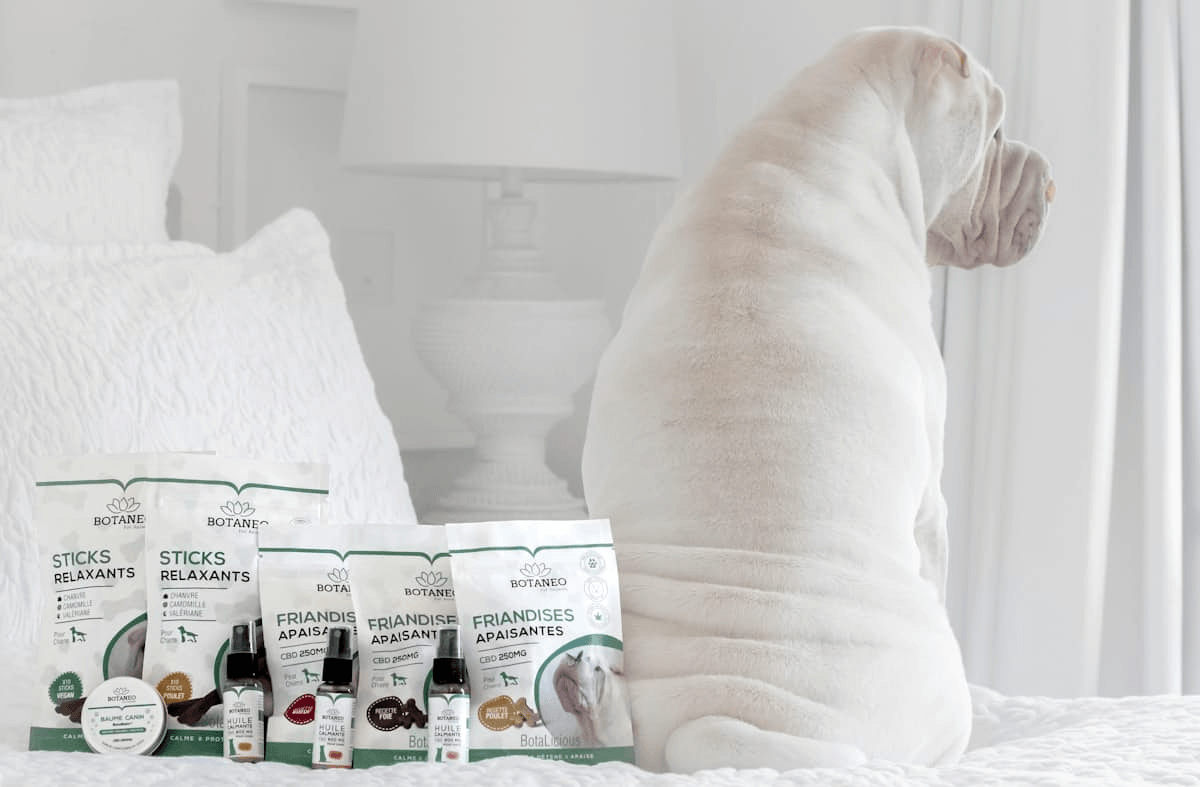 Petstagram Pro: O Guia Definitivo para Arrasar no Instagram com o Seu Negócio Pet