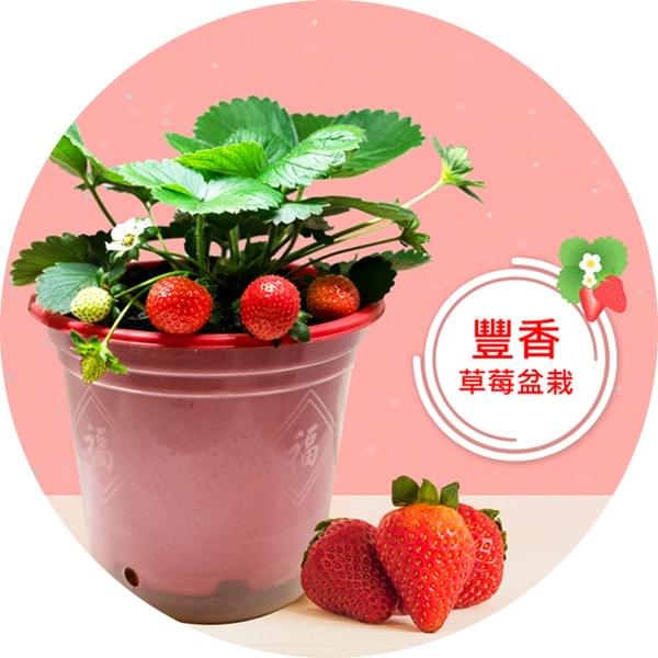 JTS-豐香草莓盆栽