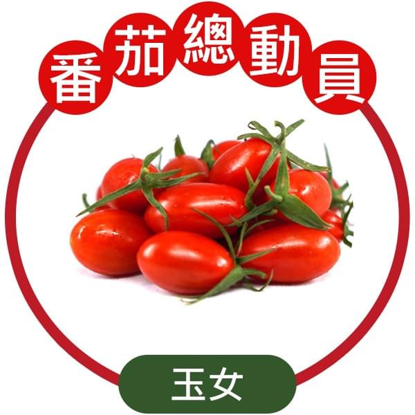 JTS-玉女小番茄