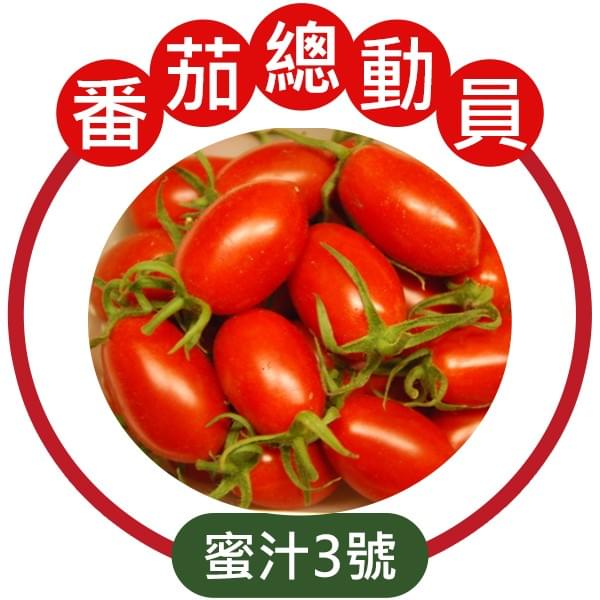 JTS-蜜汁三號小番茄
