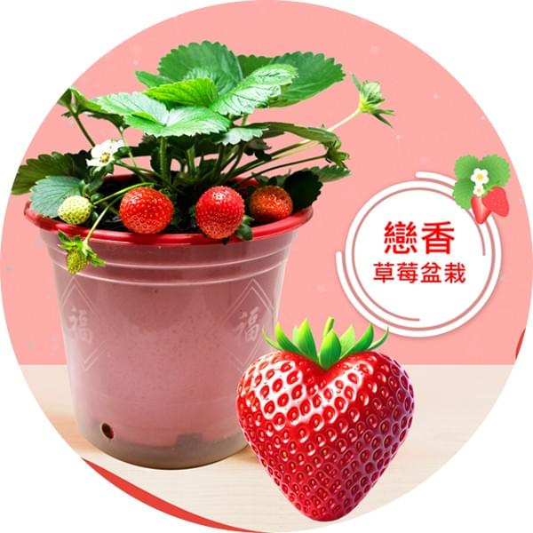 戀香草莓盆栽