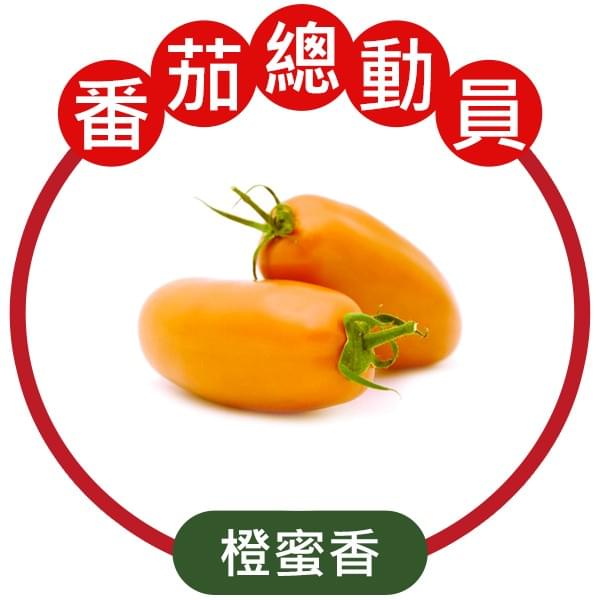 JTS-橙蜜香小番茄