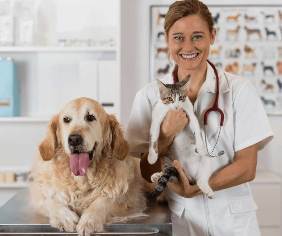 Een startende dierenarts