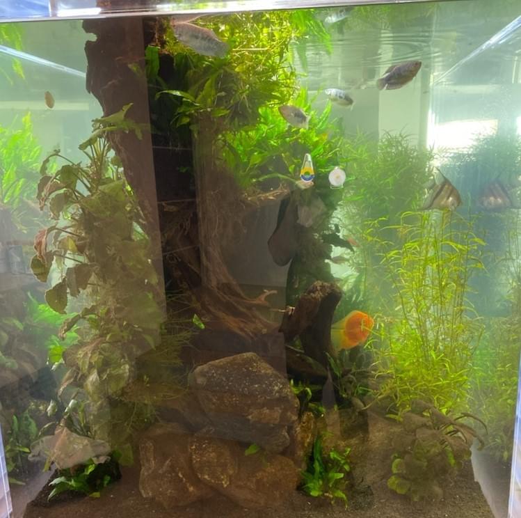 Always Clean aquarium Maintenance- Henderson NV
