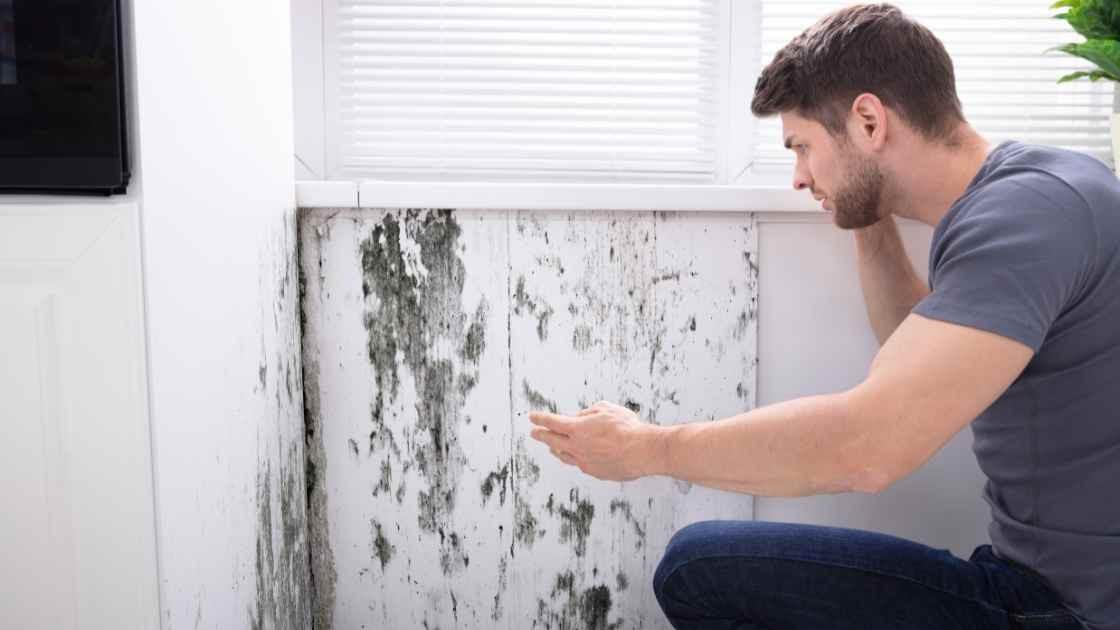 Mold Testing and Mold Removal in Montgomery County