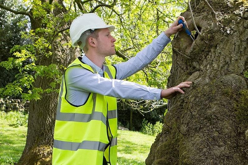 The Importance of a Tree Survey Report - Tree Survey