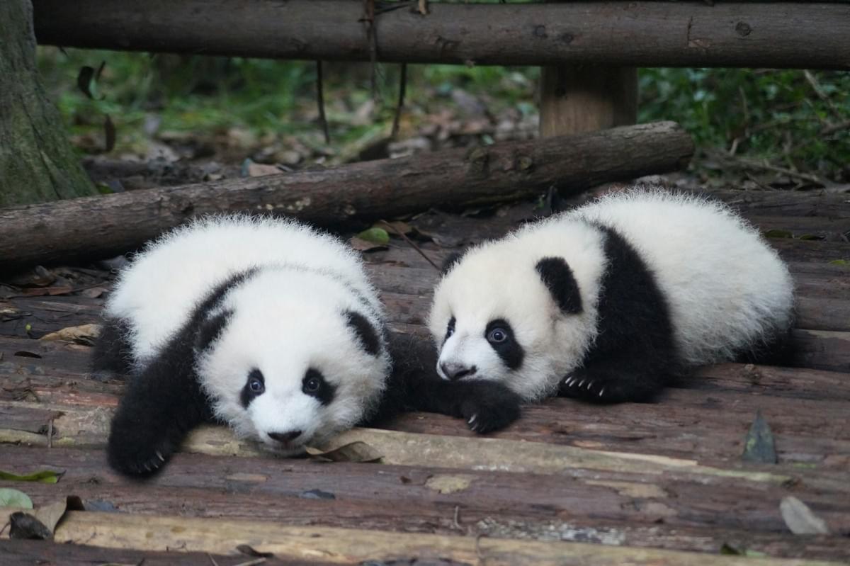 panda in Chengdu