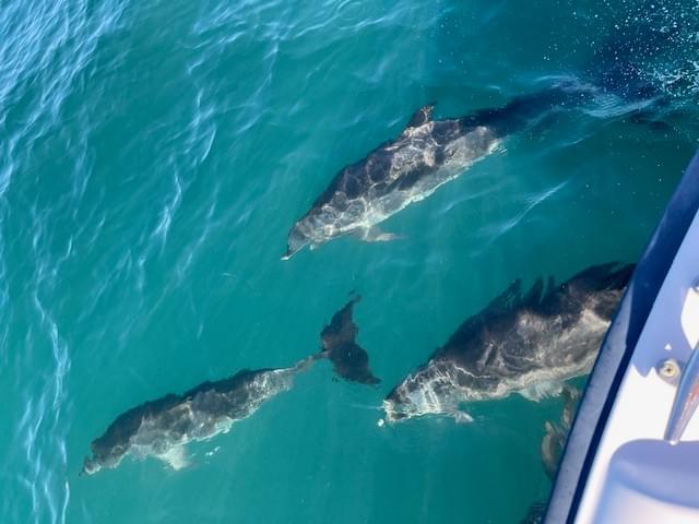 Dolphin Watch Charters  Morehead City, NC