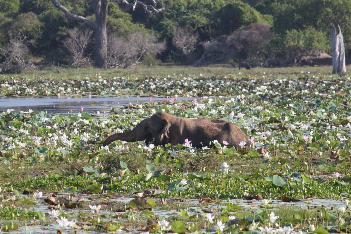 srilankareisen-lk-excursions-island-srilanka