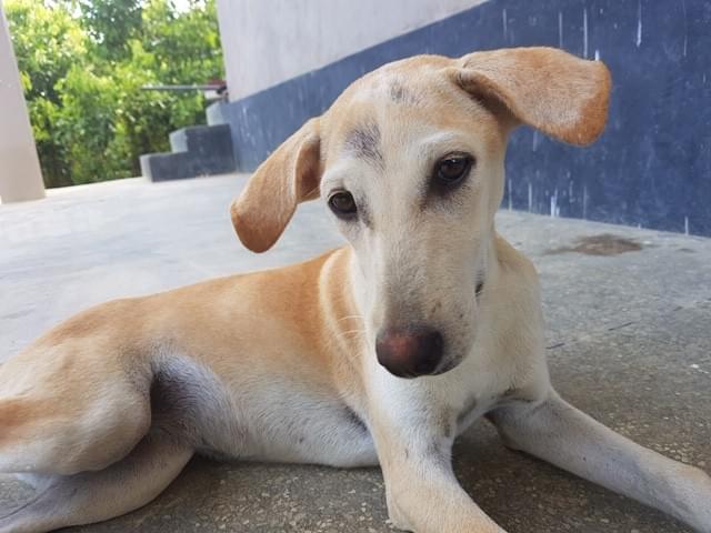 srilankareisen-lk-antiques-furniture-