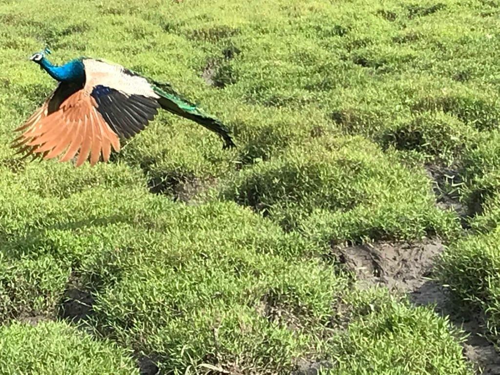 srilankareise-lk-aluthgama-market-travel